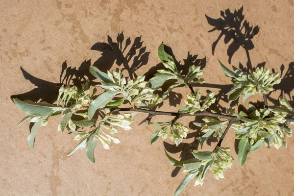 Coloridas Flores Silvestres Primavera Fondo Marrón — Foto de Stock