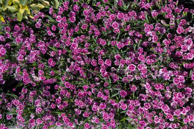 Renkli bir arkaplan olarak açan bahar çiçekleri