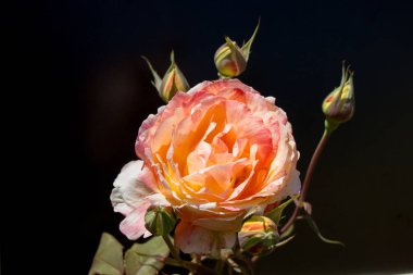 Siyah arkaplanı olan güzel bir gül