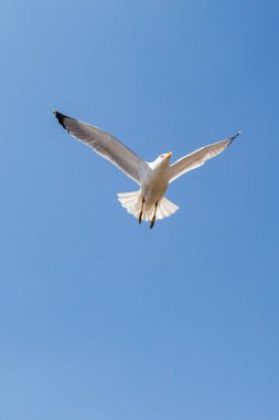 Mavi bir gökyüzü uçan tek martı