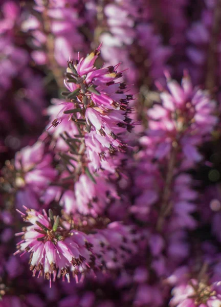Arka plan olarak çiçek açan çiçekler