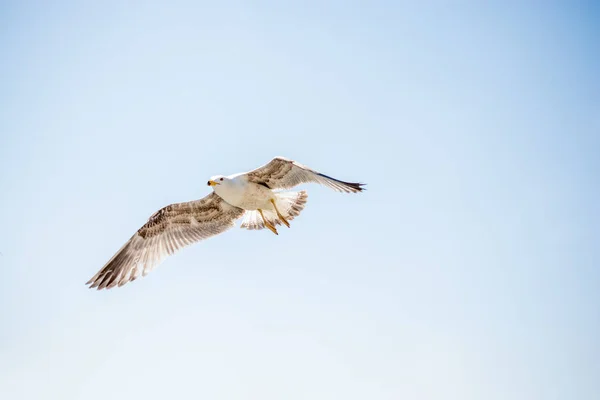 Una sola gaviota volando en un cielo nublado —  Fotos de Stock