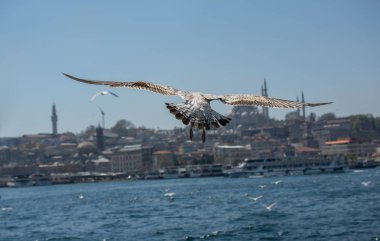 Arka planda cami olan martı gökyüzünde uçuyor.