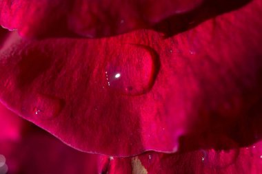 Üzerinde su damlaları olan güzel renkli bir gül.