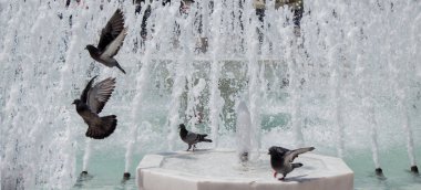 Şehir güvercinleri çeşme kenarında