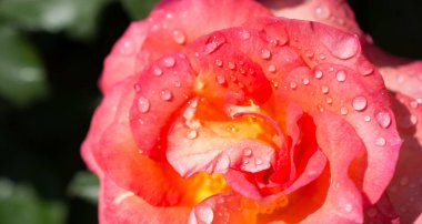 su damlaları ile güzel gül