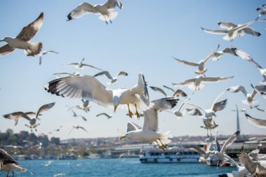 Gökyüzünde kayak yapan martı sürüsü