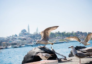 Martılar Camii arka planı olan bir gökyüzünde