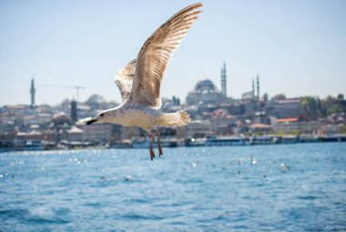 Martı Camii arka planı olan bir gökyüzünde