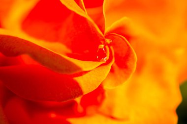 Yakından bakınca güzel taze güller.