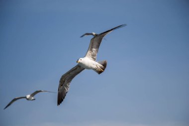 Bir gökyüzünde uçan martılar