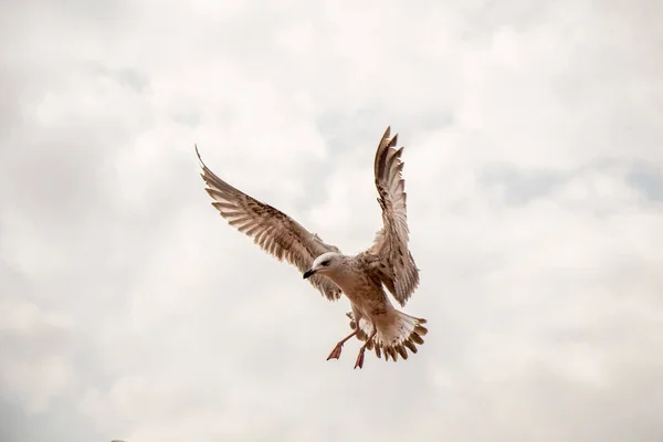 Bir bulutlu gökyüzü uçan tek martı — Stok fotoğraf