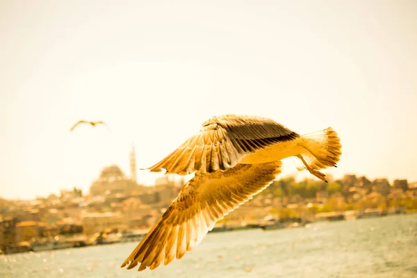 Una Sola Gaviota Volando Con Mar Como Fondo — Foto de Stock