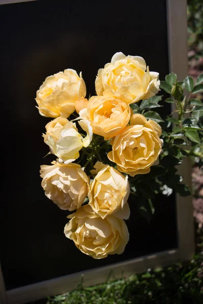 Siyah arkaplanı olan güzel bir gül