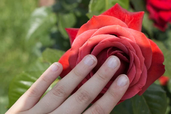 Hermosa flor de rosa de colores en la mano —  Fotos de Stock