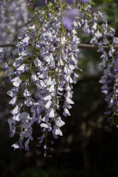 Bloemen bloeien in het voorjaar in bomen — Stockfoto