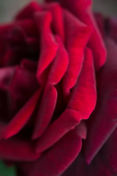 Schöne Frische Rose Aus Nächster Nähe — Stockfoto