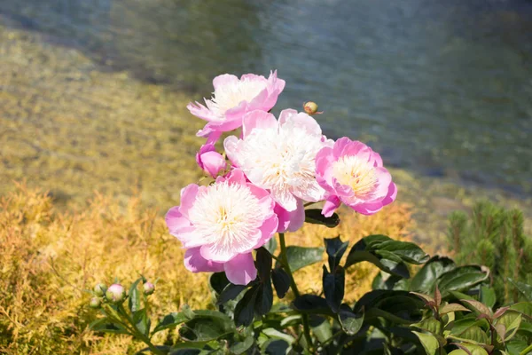 Kleurrijke bloeiende wild Lentebloemen in beeld — Stockfoto