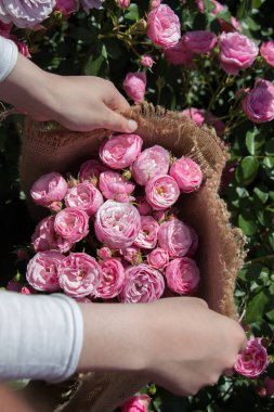 Eline tuval sarılmış güzel taze güller
