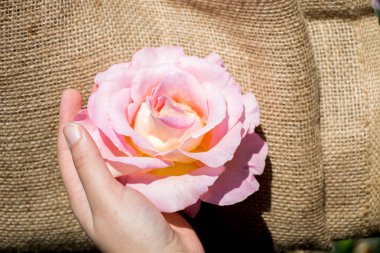 Elindeki güzel taze gül