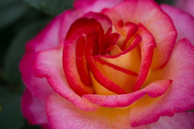 Güzel renkli gül çiçek görünümü kapatın