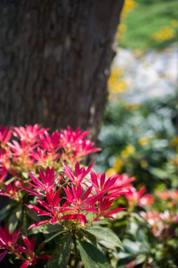 Renkli açan yabani bahar çiçekleri
