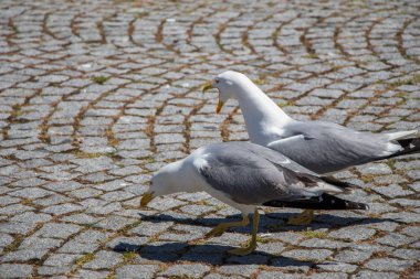 Arka planda tek bir martı var.