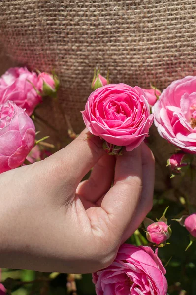 Elindeki güzel taze gül