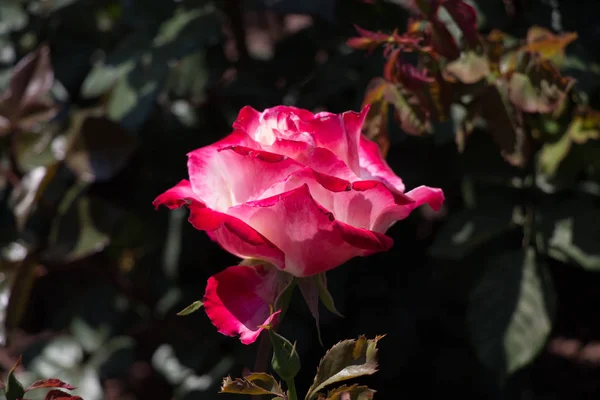 Piękny Kolorowy Kwiat Róży Tle Ogrodu — Zdjęcie stockowe