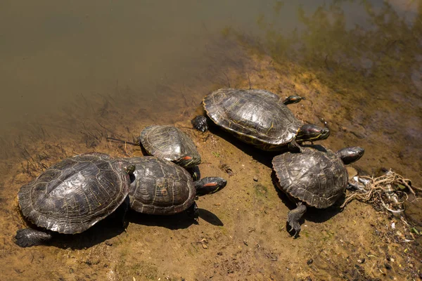 Tartarugas Solitárias Encontradas Junto Lago — Fotografia de Stock