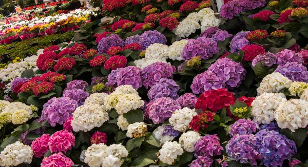 Fioritura Fiori Primaverili Come Sfondo Colorato — Foto Stock