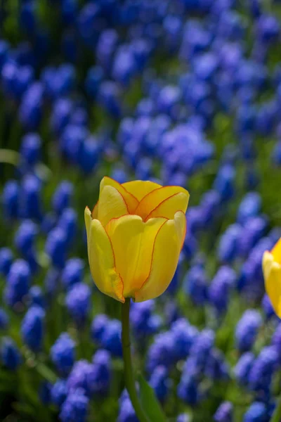 Pojedynczy Kwiat Tulipana Kwitnący Sezonie Wiosennym — Zdjęcie stockowe