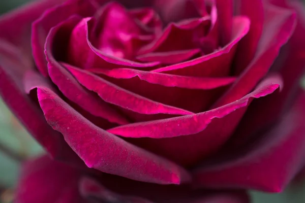 Mooie Kleurrijke Rose Bloem Close Weergave Achtergrond — Stockfoto