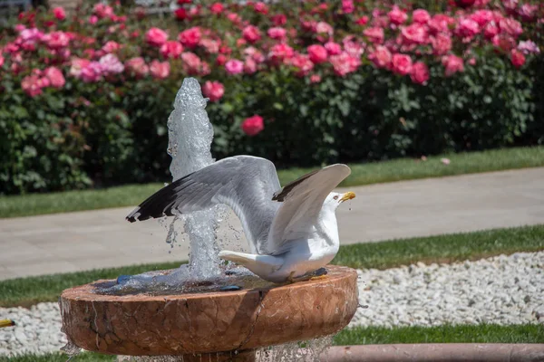 Gaivota Única Parque Com Rosas — Fotografia de Stock