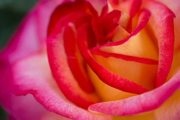 Όμορφο Φρέσκο Τριαντάφυλλο Κοντινή Όψη — Φωτογραφία Αρχείου