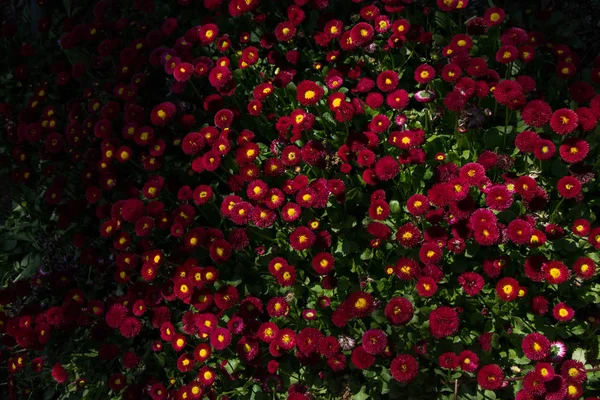 Renkli bir arkaplan olarak açan bahar çiçekleri