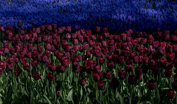 Coloridas Flores Tulipán Como Fondo —  Fotos de Stock