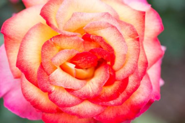 Çiçek bahçesinde gül, yakın plan.