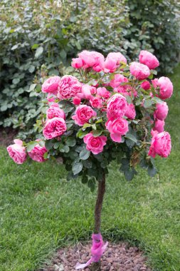 Gül ağacında pembe güller