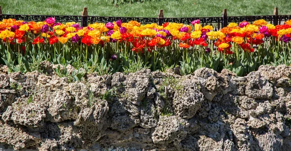 Tulp Bloemen Bloeien Het Voorjaar Seizoen — Stockfoto