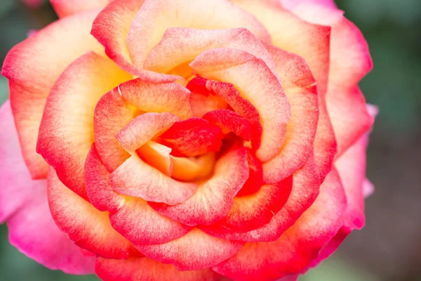 Çiçek bahçesinde gül, yakın plan.