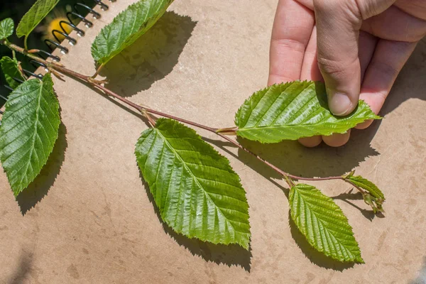 Yeşil yapraklar kahverengi arka planda.