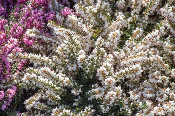 Blommande Våren Blommor Som Färgstark Bakgrund — Stockfoto