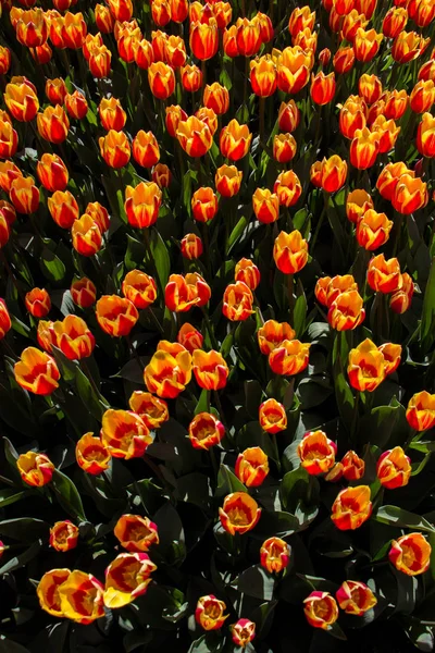 Flores Tulipa Coloridas Como Fundo — Fotografia de Stock