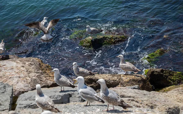 Deniz kıyısında martılar bulunur.
