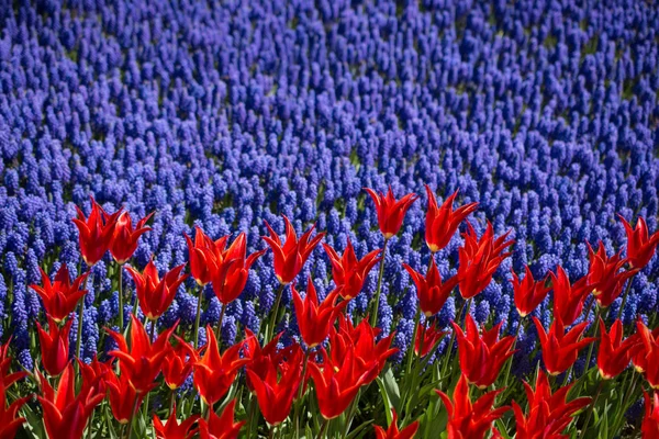 Czerwony Kolor Tulipan Kwiaty Kwitną Ogrodzie — Zdjęcie stockowe