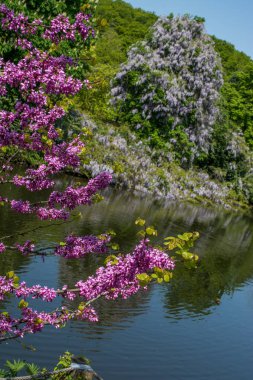 Renkli çiçekler baharda ağaçlarda açar.