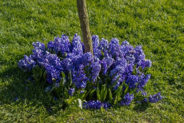 Bahar mevsiminde açan Lale Çiçekleri