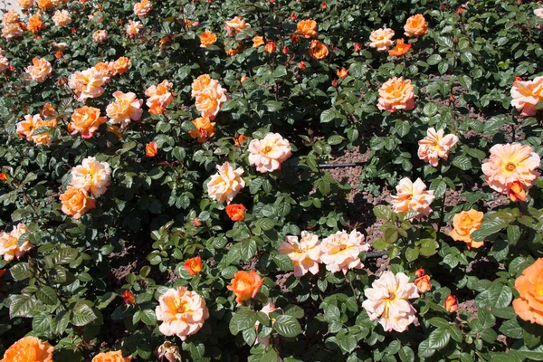 Güzel renkli gül arkaplanı