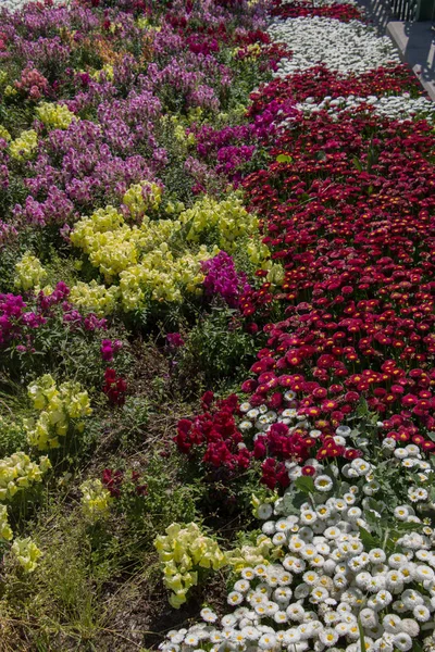 Kwitnące Wiosenne Kwiaty Jako Kolorowe Tło — Zdjęcie stockowe